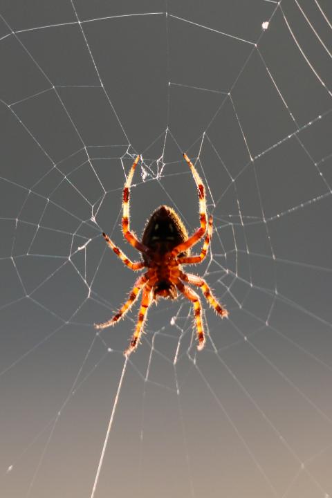 translucent spider identification translucent spider identification